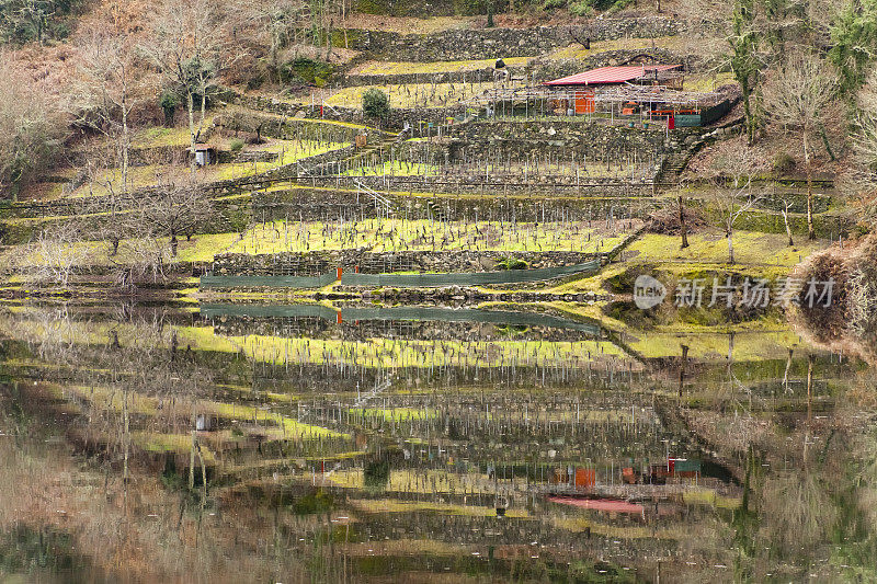 葡萄园在梯田反映，Ribeira Sacra，加利西亚，西班牙。